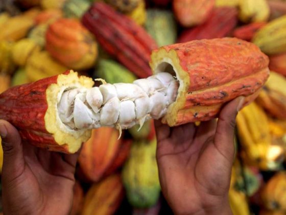 cacao criollo